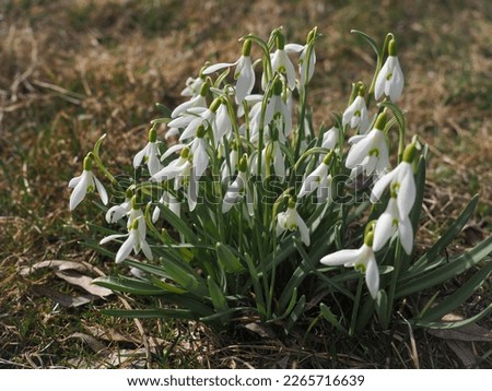Bunch of white snowdrop flowers, close up. Galanthus blossoms blooming in the meadow, early spring. Galanthus nivalis bulbous, perennial herbaceous and flowering plant of the Amaryllidaceae family.