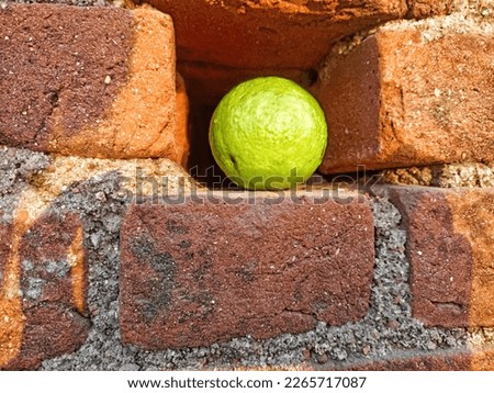 Guava Stock Photos Pictures Royalty Free Images