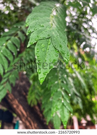 When rain falls on leaves, the water droplets cling to the surface of the leaves due to the waxy cuticle layer that covers the leaves.