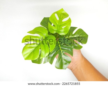 Decorative plants. Beautiful looking green small plant isolated on white background