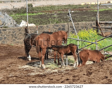 
Jeju Island Horse Pictures Spring 2020