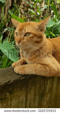 glare orange cat in natural