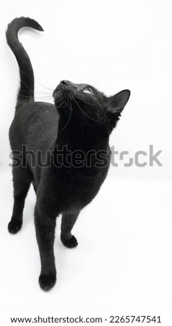 Loon the black cat snuck into my light box