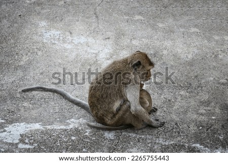 An adult wild female macaque with a cub is sitting on the pavement.