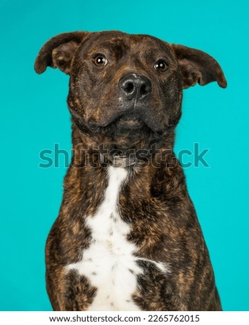 dog posing for adoption photo