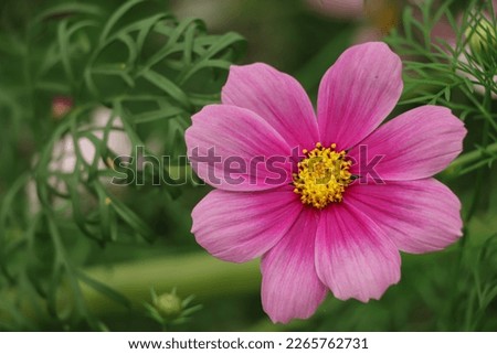 Field of cosmos flower in asia