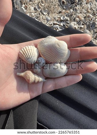 Taking picture of this cute seashells at the beach