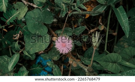 Creative layout made of green leaves and lilac flower, flat lay. Nature concept 