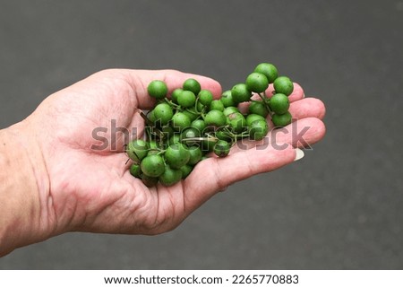 Black nightshade fruits, in Indonesia it's called lencak or leuncak, commonly it used for traditional cuisine ingredient