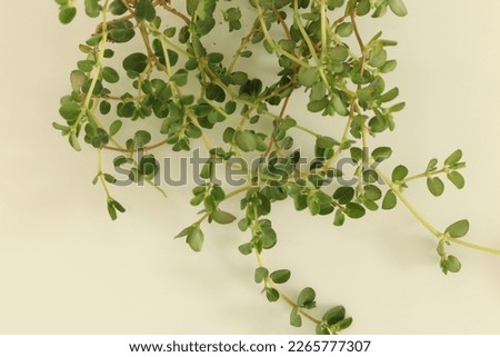 Closeup of a Euphorbia Chamaesyce plant. Royalty-Free Stock Photo #2265777307