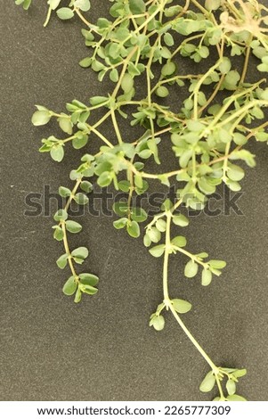 Closeup of a Euphorbia Chamaesyce plant. Royalty-Free Stock Photo #2265777309