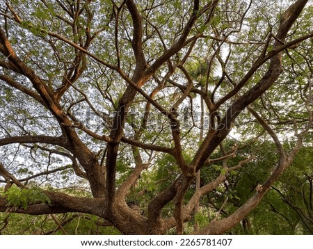 Branches of a tall rain tree growing in a tropical forest in Goa.