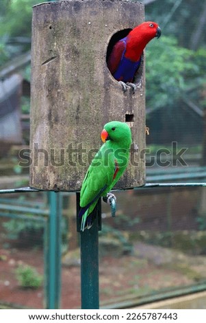 Green and red parrot birds perching on their bird house 