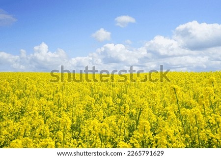 yellow mustard field landscape industry of agriculture of the background bright blue sky  Royalty-Free Stock Photo #2265791629