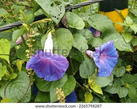 Morning glories are vines that are synonymous with their trumpet-like flower shapes. The term morning glory itself is actually used to refer to plants that come from the Convolvulaceae family
