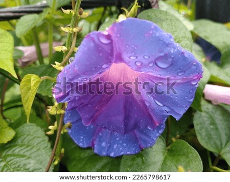 Morning glories are vines that are synonymous with their trumpet-like flower shapes. The term morning glory itself is actually used to refer to plants that come from the Convolvulaceae family