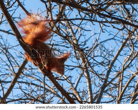 Photo of a red squirrel on a tree branch