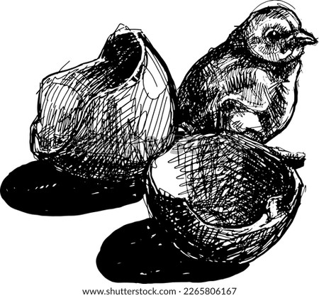 black and white hand sketched chick with egg shell