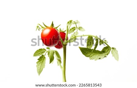 Tomato plant isolated on white background. Green seedling of fresh ripe red tomatoes, close up