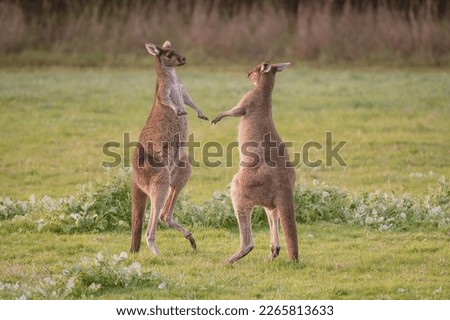 two male Kangaroos fighting in Pemberton Western Australia