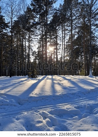 winter day landscape photo with trees and bushes natural sunset in forest 