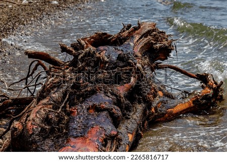 View from a high angle of driftwood on the beach