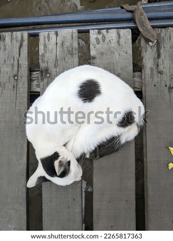 A cute white cat is sleeping at the wooden floor in the morning