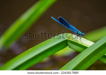 A Broad-winged damselflies, female (Calopteryx splendens, Calopterygidae) sits on a branch among the thickets of the pond. Eastern Baltic Royalty-Free Stock Photo #2265817889