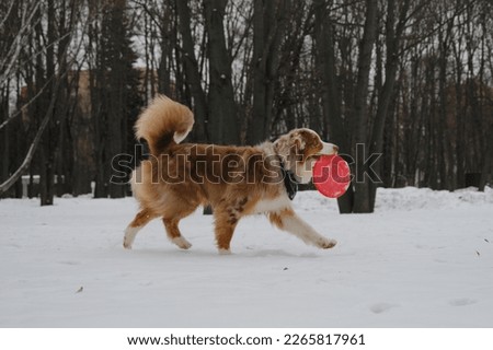 Australian Shepherd Red Merle has fun outdoors in city park in snowy winter. An active and energetic dog walks with a round red toy flying saucer disk in teeth.