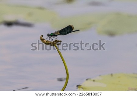 A Broad-winged damselflies, female (Calopteryx splendens, Calopterygidae) sits on a branch among the water lily thickets of the pond. Eastern Baltic Royalty-Free Stock Photo #2265818037