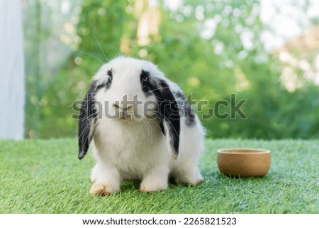 Adorable Holland lop rabbit bunny eating dry alfalfa hay field in pet bowl sitting on green grass over bokeh green background. Cuddly healthy rabbit white black bunny feeding meal in wood bowl meadow. Royalty-Free Stock Photo #2265821523