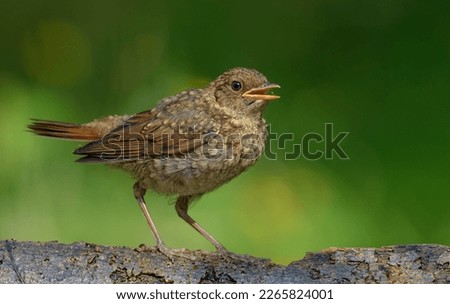Young European robin (erithacus rubecula) calls loudly with open beak on perch 