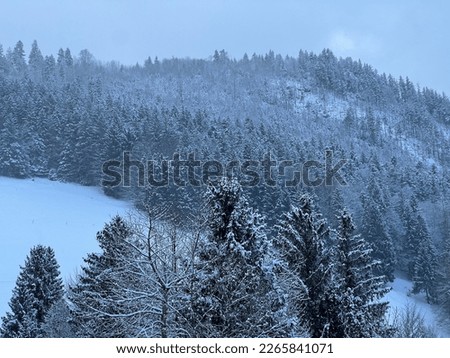 Picturesque canopies of alpine trees in a typical winter atmosphere after the winter snowfall over the Lake Walen or Lake Walenstadt (Walensee) and in the Swiss Alps, Amden - Switzerland (Schweiz)