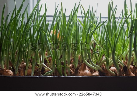 growing green onions on the windowsill