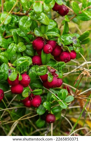 Vaccinium vitis-idaea lingonberry, partridgeberry, or cowberry is a short evergreen shrub in the heath family that bears edible fruit. Royalty-Free Stock Photo #2265850371