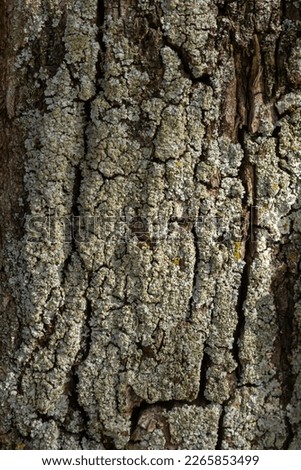 Close-up shot. Greenshield foliose white tube bone pillow lichen Parmeliaceae family Hypogymnia Physodes growing on bark coniferous tree in forest. Symbiosis. Natural texture brown abstract background