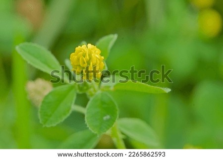 Closeup of the flower of hop clover, selective focus on bokeh background - medicago lupulina