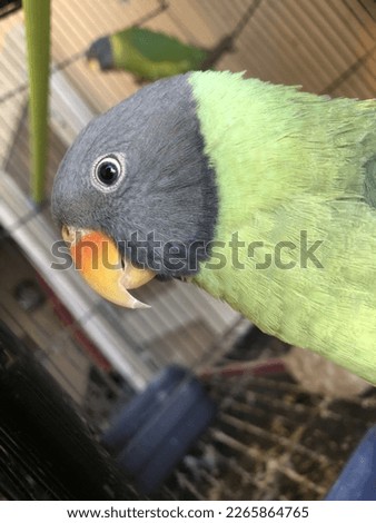 Closeup Picture of Green parrot  Beautiful green parrot 