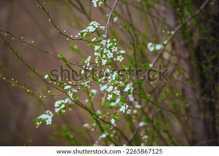 Branches of a blossoming tree with soft focus against the backdrop of a spring forest in the twilight sky. floral image of a panoramic view of spring nature, copy space