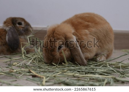 Cute fluffy bunny eating dry grass on straw.Rabbit eating grass with wood background, bunny pet, holland lop. 