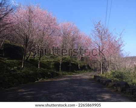 The view of beautiful cherry forest with blossom in the mountain in Sanxia in New Taipei City in Taiwan