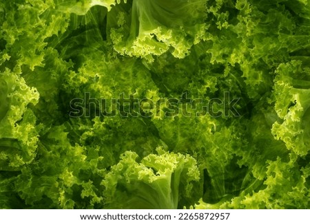 mix picture of vegetable to be abstract green background