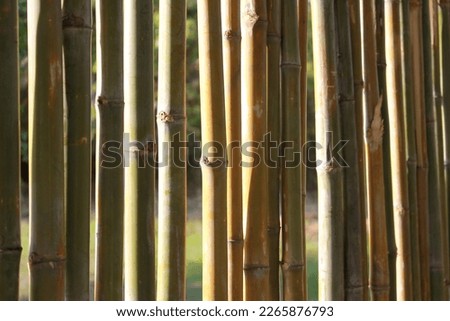 close up of bamboo sticks, Bamboo background image, multi color bamboo for copy space.	

