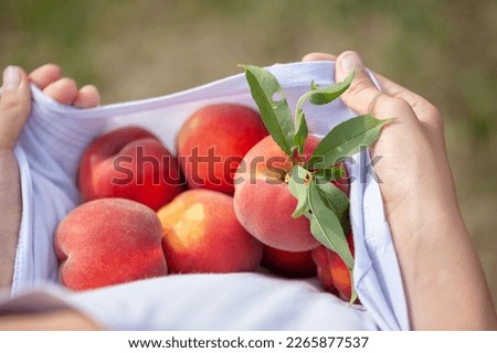 Fresh harvested peach fruits in farmer kids hands in the garden in summer day. Healthy organic vegan food. Gardening and harvesting concept. Close up Royalty-Free Stock Photo #2265877537