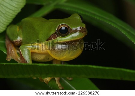 treefrog