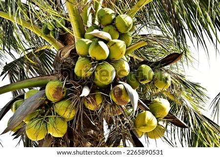 full coconut bunch on coconut tree