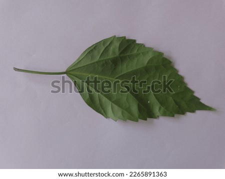 plant's leaves from a home garden 