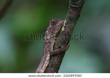 a small lizard that has a long tail, has a brown skin color, is basking in the sun


