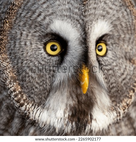 Great grey owl (Strix nebulosa), also known as Great gray owl