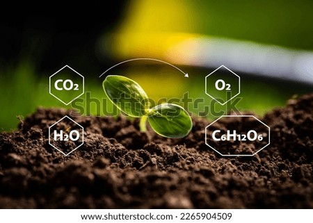 Graphical representation of chemical processes in photosynthesis with elements placed around just emerged young plant from fertile soil